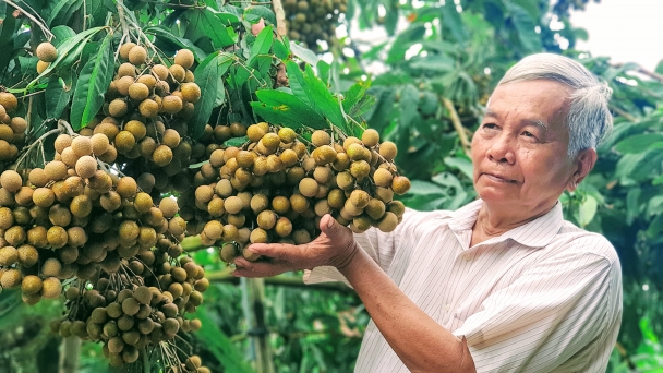 Lão nông miền Tây cho ra đời nhiều giống nhãn mới, lạ