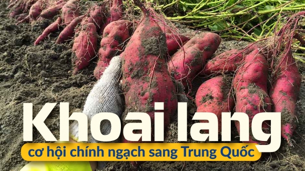 Niềm hy vọng của vùng khoai lang 13.000 ha