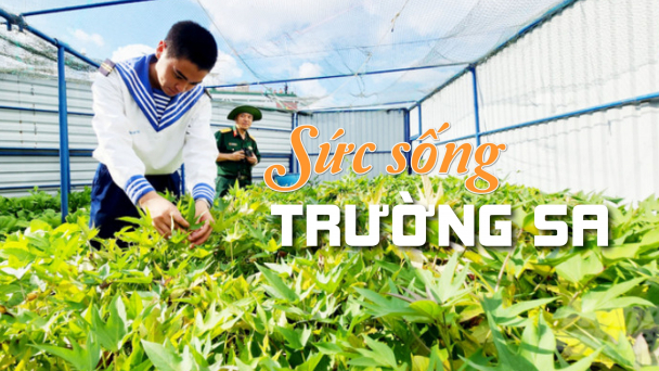 Xanh mướt những 'cánh đồng rau' nơi đảo xa