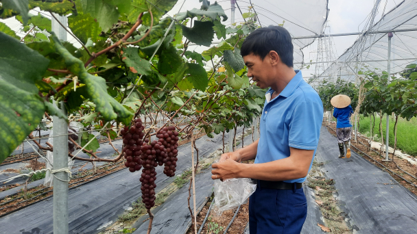 Mô hình trồng nho Hạ Đen kết hợp du lịch đầu tiên ở Đông Triều