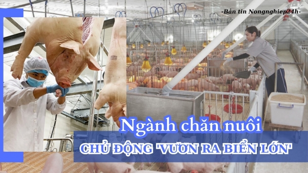 Ngành chăn nuôi chủ động ‘vươn ra biển lớn’