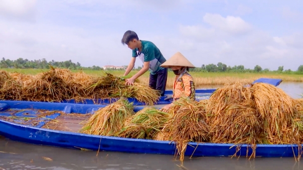 Hàng trăm héc ta lúa hè thu 2023 ngập trong nước