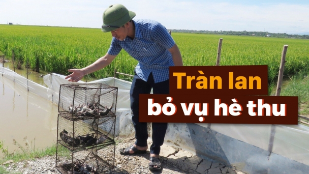 Giá vật tư tăng, 'giặc chuột' hoành hành