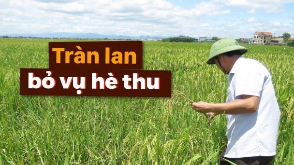 Tranh cãi lúa tái sinh