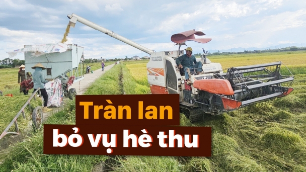 'Phát súng' mở đường vực lại vụ hè thu