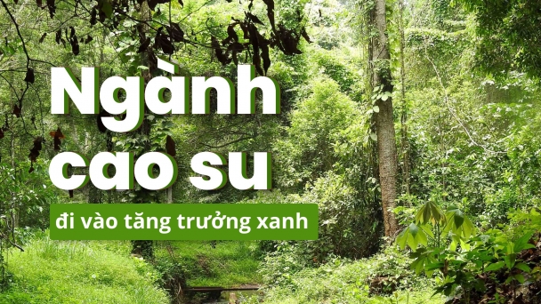 Thúc đẩy đa dạng sinh học ở các vùng cao su