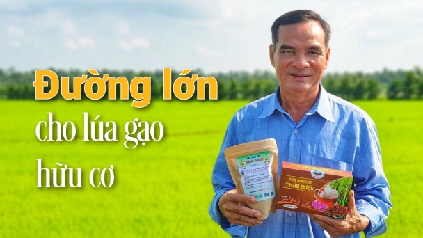 Hợp tác xã tiên phong trồng hơn 100ha lúa hữu cơ