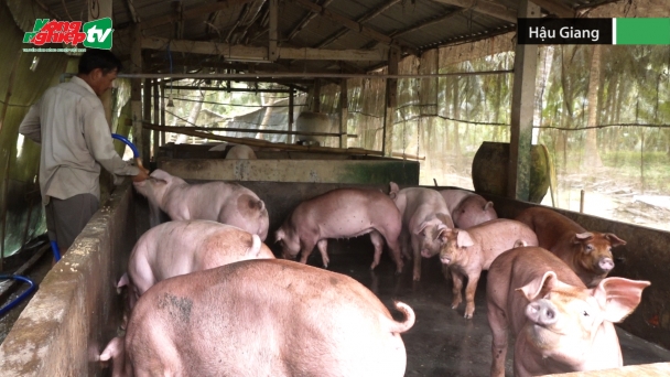 Hậu Giang tiêm phòng dịch bệnh cho đàn vật nuôi dịp Tết