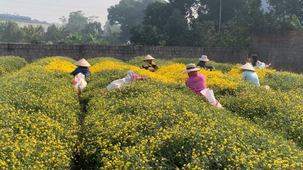 Trồng hoa cúc chi thu lãi 40 triệu đồng/sào