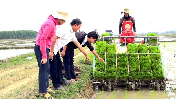 Sản xuất lúa hữu cơ bằng mạ khay, máy cấy liên kết tiêu thụ sản phẩm