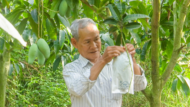 Trồng hơn 700ha xoài tiêu chuẩn VietGAP để xuất khẩu