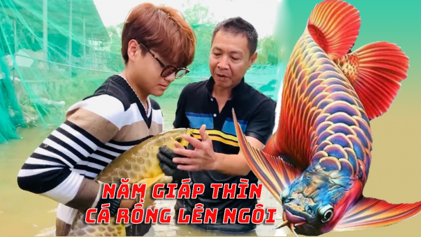 Năm Thìn, cá rồng lên ngôi