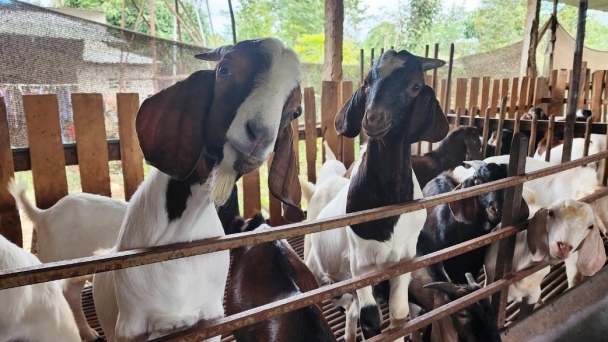 Chăn nuôi dê miền núi, mỗi năm thu lãi 150 triệu đồng