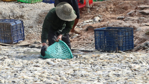 Bản tin Thủy sản ngày 6/5/2024: Vớt khoảng 200 tấn cá chết trên hồ Sông Mây