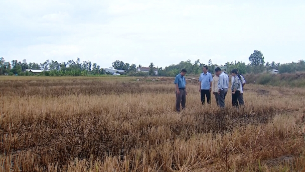 Tạm hoãn gieo sạ lúa hè thu do hạn mặn