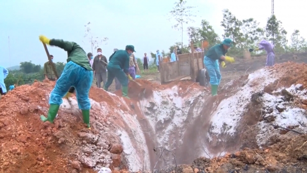 Dịch tả lợn Châu Phi tái phát ở Tuyên Quang