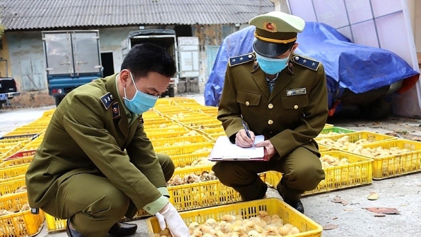 Đề nghị Lạng Sơn, Quảng Ninh, Lào Cai siết chặt vận chuyển trái phép, nhập lậu giống vật nuôi