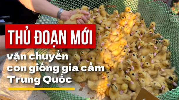 Thủ đoạn mới vận chuyển giống gia cầm Trung Quốc [Bài 5]: Lỗ hổng quản lý