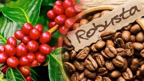 Coffee exports brought in $2.9 billion in the first five months