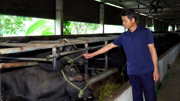 Chăn nuôi an toàn sinh học thúc đẩy phát triển trồng trọt hữu cơ