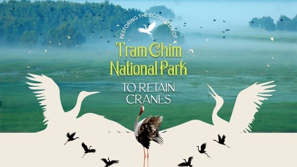 Restoring the ecosystem of Tram Chim National Park to retain cranes