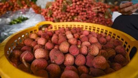 Lychee price made record: Bac Giang earns over VND 5.7 trillion