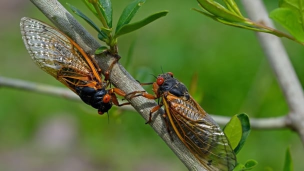 Billions of cicadas 'awaken' after 221 years in the United States