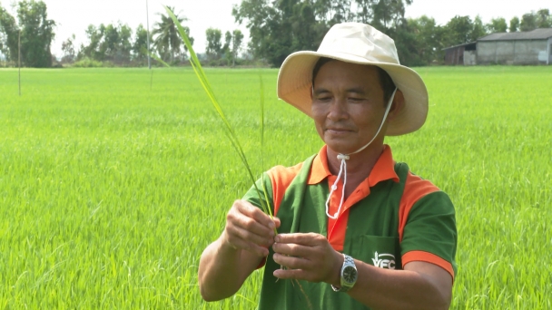 Hơn 18.000ha diện tích lúa hè thu 2024 đã xuống giống