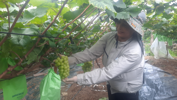 Trồng giống nho ngoại giá cao, bán chạy ào ào