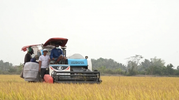 Nông dân đạt lợi nhuận hơn 15 triệu đồng/ha vụ lúa hè thu 2024