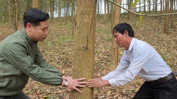 Trồng rừng bền vững giúp người dân tăng thu nhập