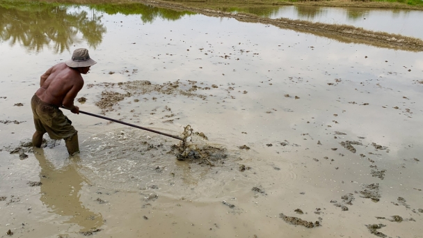 Vĩnh Long xuống giống 20.000ha lúa thu đông