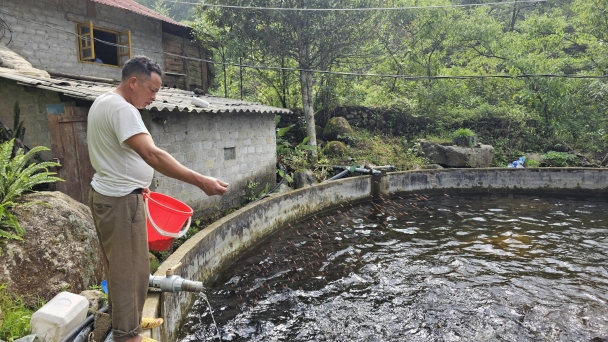 Giảm nghèo nhờ nuôi cá tầm, cá hồi trên núi