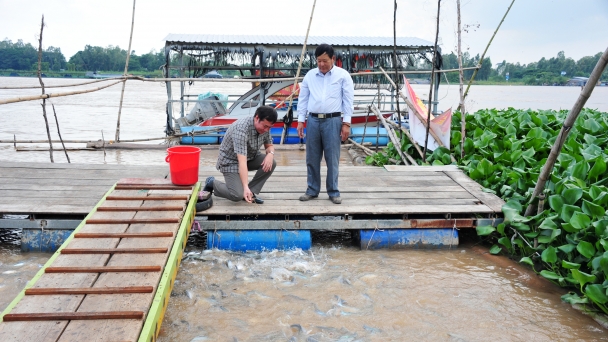 Đàn cá tự nhiên trên sông Tiền được nhiều người chăm sóc, bảo vệ