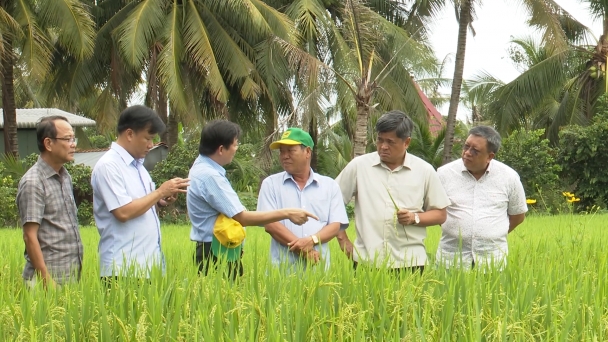 Nông dân đua nhau tham gia mô hình lúa giảm phát thải tại Đồng Tháp