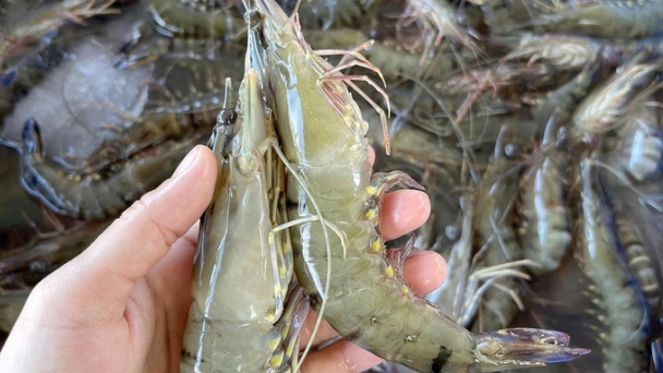 The export price of shrimp is rising, while domestic prices are abnormal