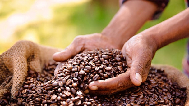 Europe races to stockpile coffee ahead of EUDR implementation