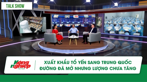 Xuất khẩu tổ yến sang Trung Quốc: Đường đã mở nhưng lượng chưa tăng