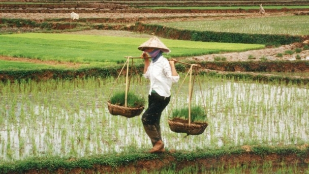 Woman empowerment in rice production program