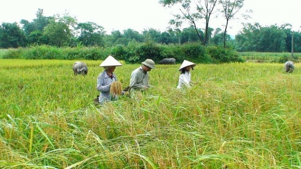 Solutions from private sector for the value chain and sutainable rice sector