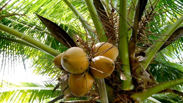 Establishing key raw material areas for sustainable fresh coconut export