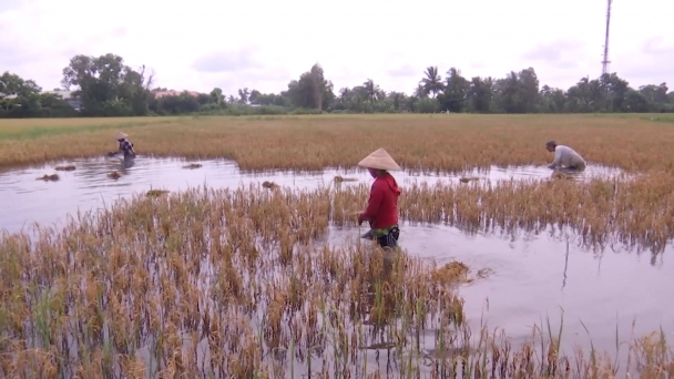 Mưa lớn kéo dài khiến gần 1.450ha lúa hè thu thiệt hại