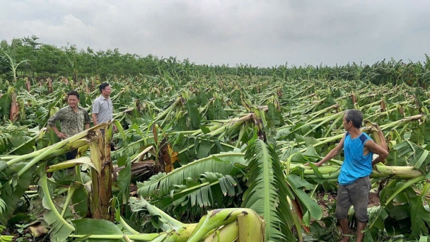 Hỗ trợ giống cây trồng, vật nuôi để người dân khôi phục sản xuất sau bão