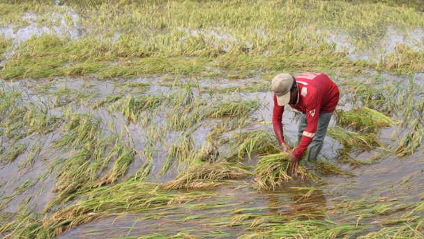 Mưa dông làm 9 nhà dân sập và 2.000ha lúa hè thu bị đổ ngã