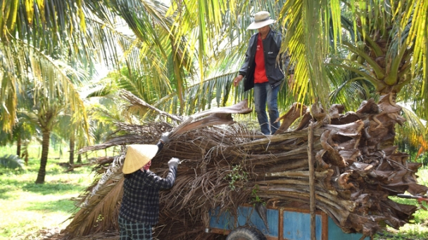 Binh Dinh coconuts and the billion-dollar market: promoting the organic product line