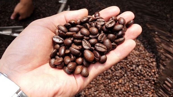 Coffee prices on 09/18/2024:  Reversed and recovered