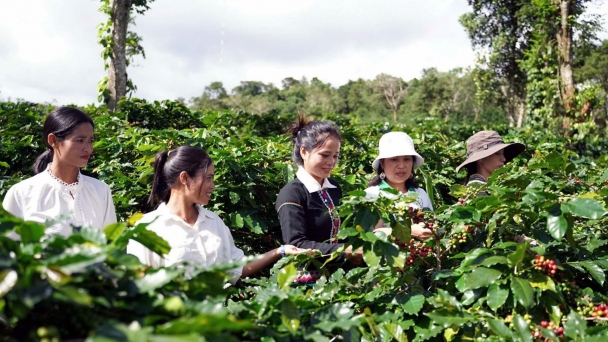 Addressing challenges to promote coffee exports from Quang Tri