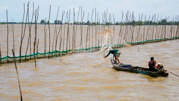 Concerns about growing rice three crops/year: Restoring the natural ecosystem requires consistency across localities.