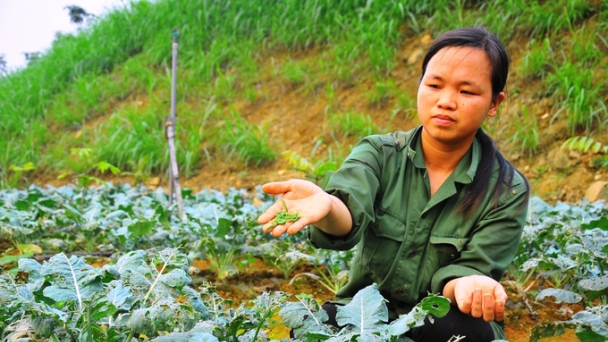 Organic production is a necessary trend in Hanoi's agriculture