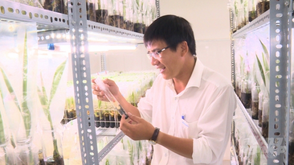 The first tissue cultured wax coconut to bear fruit